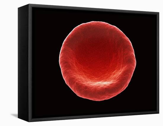 Red Blood Cell, SEM-Steve Gschmeissner-Framed Premier Image Canvas