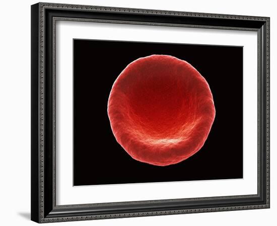 Red Blood Cell, SEM-Steve Gschmeissner-Framed Photographic Print