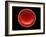 Red Blood Cell, SEM-Steve Gschmeissner-Framed Photographic Print