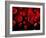 Red Blood Cells, Artwork-SCIEPRO-Framed Photographic Print