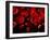 Red Blood Cells, Artwork-SCIEPRO-Framed Photographic Print