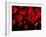 Red Blood Cells, Artwork-SCIEPRO-Framed Photographic Print