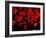 Red Blood Cells, Artwork-SCIEPRO-Framed Photographic Print