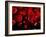 Red Blood Cells, Artwork-SCIEPRO-Framed Photographic Print