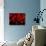 Red Blood Cells, Artwork-SCIEPRO-Photographic Print displayed on a wall