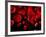 Red Blood Cells, Artwork-SCIEPRO-Framed Photographic Print