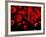 Red Blood Cells, Artwork-SCIEPRO-Framed Photographic Print