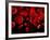 Red Blood Cells, Artwork-SCIEPRO-Framed Photographic Print