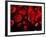 Red Blood Cells, Artwork-SCIEPRO-Framed Photographic Print