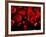 Red Blood Cells, Artwork-SCIEPRO-Framed Photographic Print