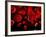 Red Blood Cells, Artwork-SCIEPRO-Framed Photographic Print