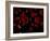 Red Blood Cells, Artwork-SCIEPRO-Framed Photographic Print