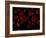 Red Blood Cells, Artwork-SCIEPRO-Framed Photographic Print