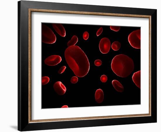 Red Blood Cells, Artwork-SCIEPRO-Framed Photographic Print