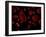 Red Blood Cells, Artwork-SCIEPRO-Framed Photographic Print