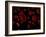 Red Blood Cells, Artwork-SCIEPRO-Framed Photographic Print