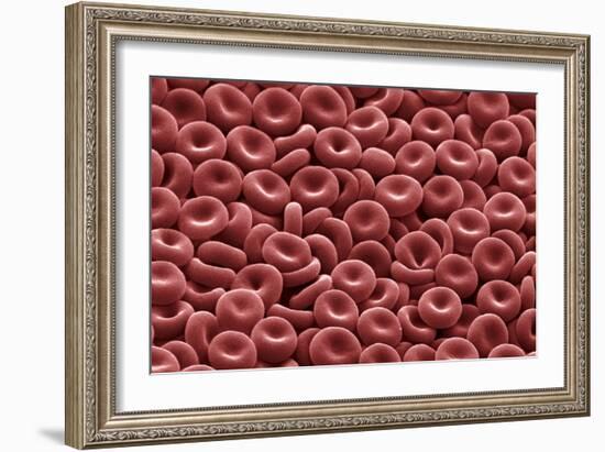 Red Blood Cells, SEM-David McCarthy-Framed Photographic Print