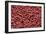 Red Blood Cells, SEM-David McCarthy-Framed Photographic Print