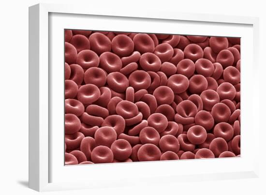 Red Blood Cells, SEM-David McCarthy-Framed Photographic Print