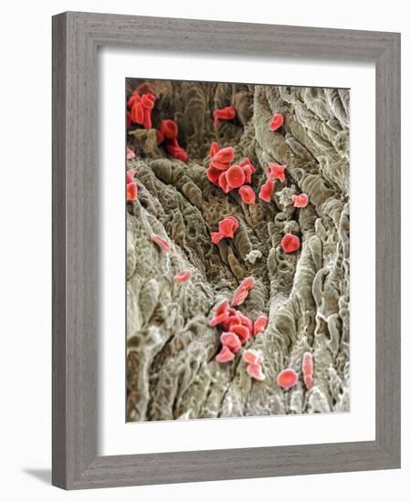 Red Blood Cells, SEM-Science Photo Library-Framed Photographic Print