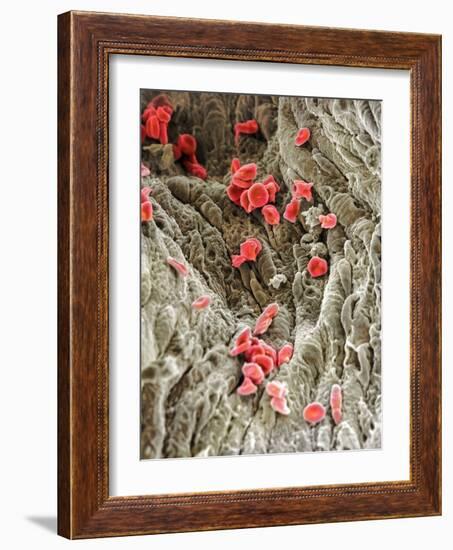 Red Blood Cells, SEM-Science Photo Library-Framed Photographic Print