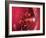 Red Blood Cells-David Mack-Framed Photographic Print