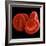 Red Blood Cells-null-Framed Photographic Print