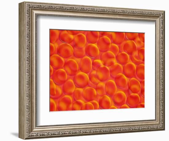 Red Blood Cells-null-Framed Photographic Print