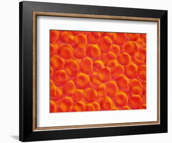 Red Blood Cells-null-Framed Photographic Print