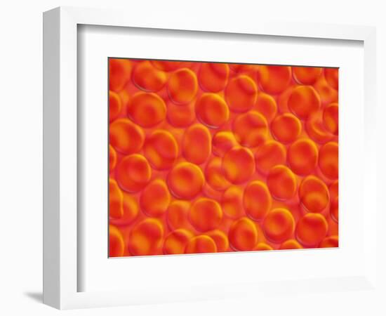 Red Blood Cells-null-Framed Photographic Print