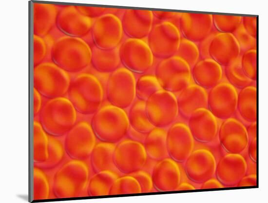 Red Blood Cells-null-Mounted Photographic Print