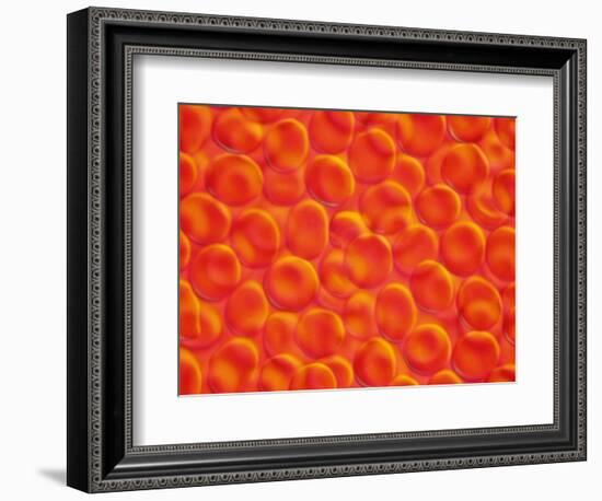 Red Blood Cells-null-Framed Photographic Print