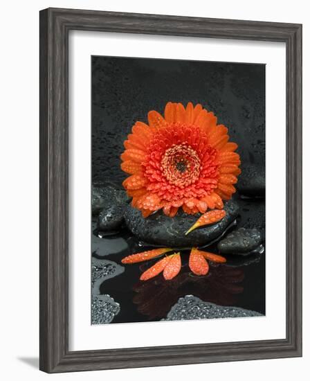 Red Blossom on Black Stones-Uwe Merkel-Framed Photographic Print