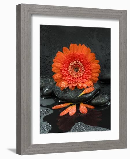 Red Blossom on Black Stones-Uwe Merkel-Framed Photographic Print