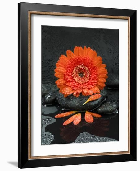 Red Blossom on Black Stones-Uwe Merkel-Framed Photographic Print