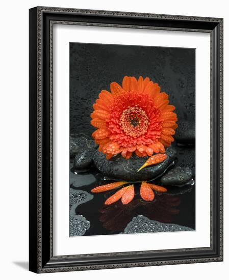 Red Blossom on Black Stones-Uwe Merkel-Framed Photographic Print