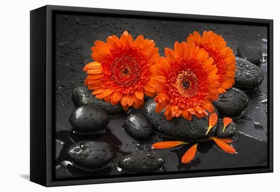 Red Blossoms on Black Stones-Uwe Merkel-Framed Premier Image Canvas