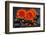 Red Blossoms on Black Stones-Uwe Merkel-Framed Photographic Print