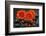 Red Blossoms on Black Stones-Uwe Merkel-Framed Photographic Print