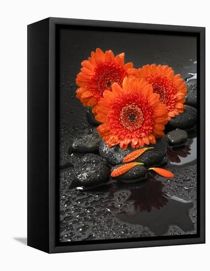 Red Blossoms on Black Stones-Uwe Merkel-Framed Premier Image Canvas