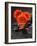 Red Blossoms on Black Stones-Uwe Merkel-Framed Photographic Print