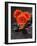 Red Blossoms on Black Stones-Uwe Merkel-Framed Photographic Print