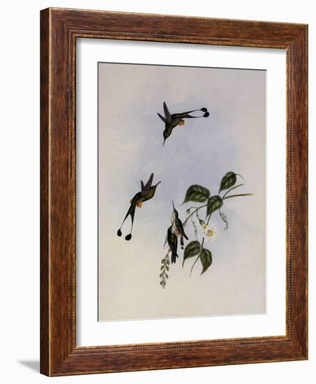 Red-Booted Racket-Tail, Spathura Rufocaligata-John Gould-Framed Giclee Print