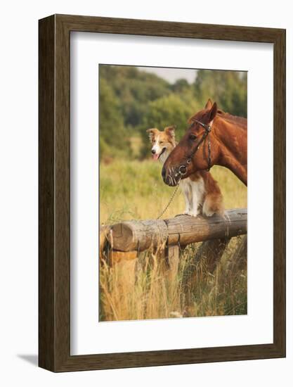 Red Border Collie Dog and Horse-Ksuksa-Framed Photographic Print