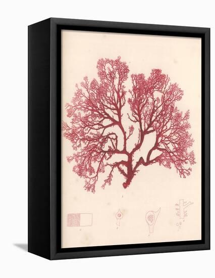 Red Botanical Study I-Kimberly Poloson-Framed Stretched Canvas