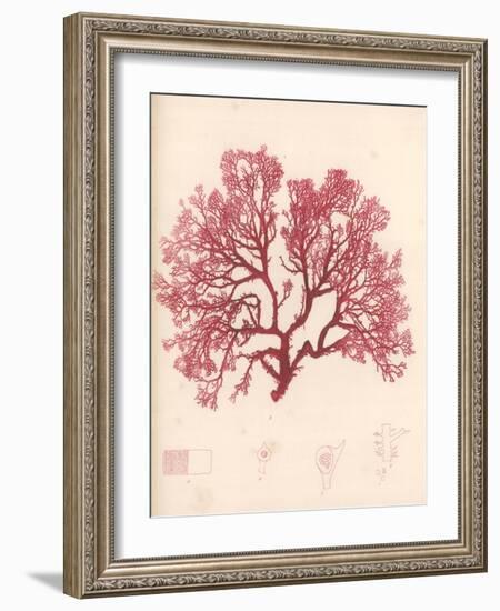 Red Botanical Study I-Kimberly Poloson-Framed Art Print