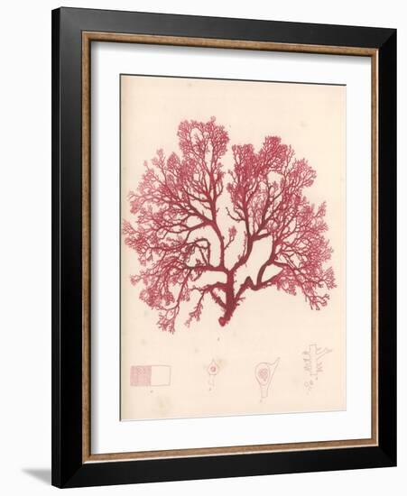 Red Botanical Study I-Kimberly Poloson-Framed Art Print