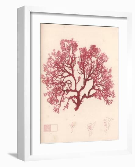 Red Botanical Study I-Kimberly Poloson-Framed Art Print