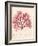 Red Botanical Study I-Kimberly Poloson-Framed Art Print