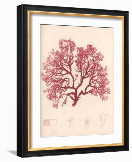 Red Botanical Study I-Kimberly Poloson-Framed Art Print